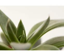 Echeverie - Echeveria Hybride, verschiedene Sorten