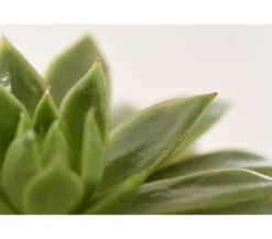 Echeverie - Echeveria Hybride, verschiedene Sorten