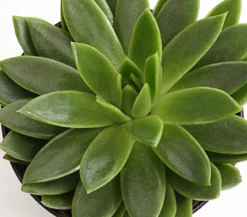 Echeverie - Echeveria Hybride, verschiedene Sorten