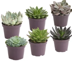 Echeverie - Echeveria Hybride, verschiedene Sorten