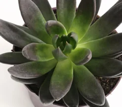 Echeverie - Echeveria Hybride, verschiedene Sorten