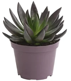 Echeverie - Echeveria Hybride, verschiedene Sorten