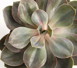 Echeverie - Echeveria Hybride, verschiedene Sorten