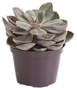Echeverie - Echeveria Hybride, verschiedene Sorten