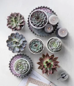 Echeverie - Echeveria Hybride, verschiedene Sorten