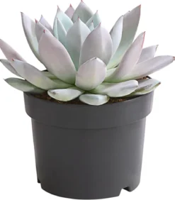 Echeverie - Echeveria-Hybride 'Mexican Giant'