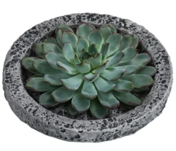 Echeverie - Echeveria in Beton-Schale, ca. Ø20/H8 cm