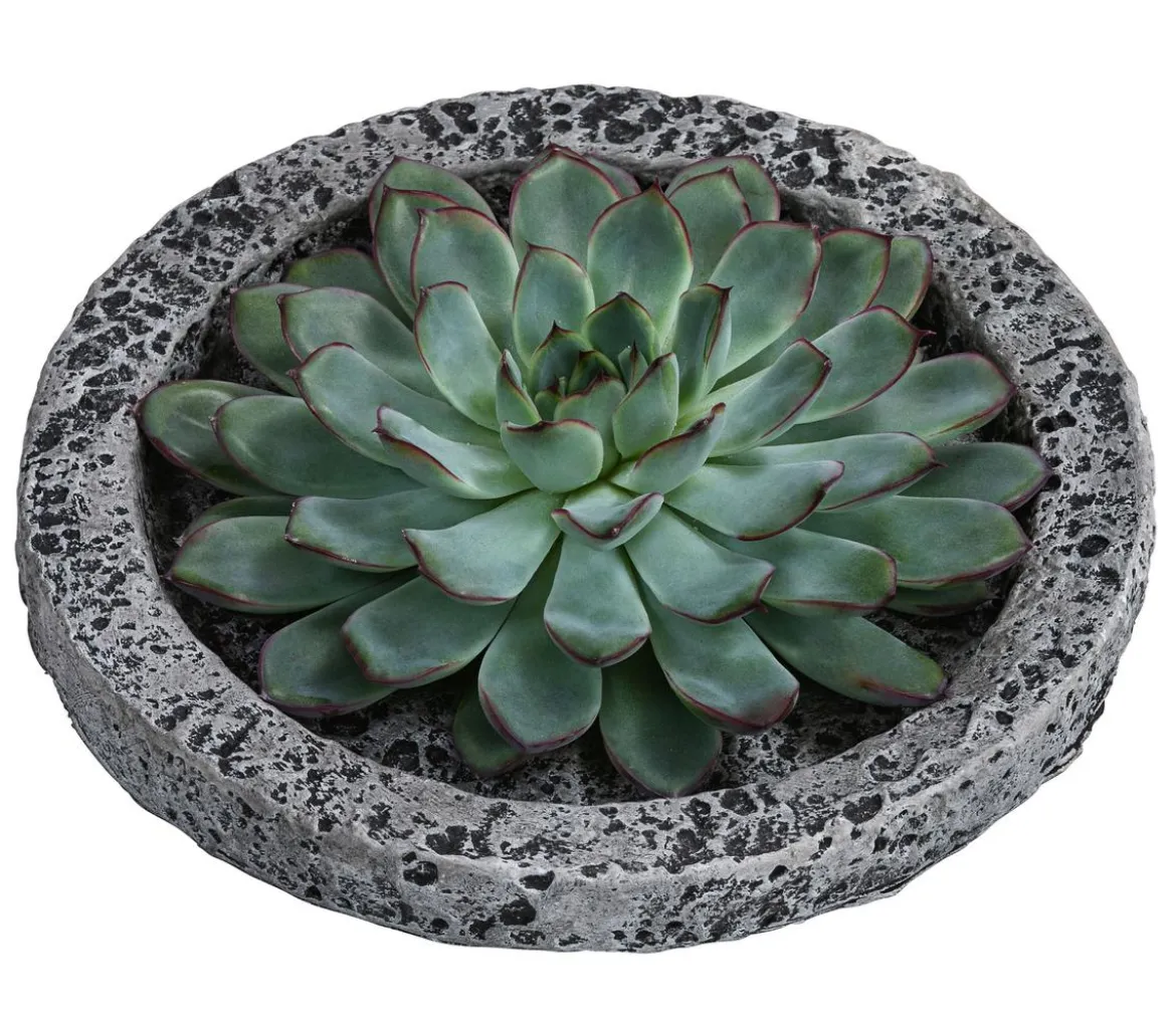 Echeverie - Echeveria in Beton-Schale, ca. Ø20/H8 cm