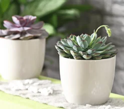 Echeverie - Echeveria pulidonis