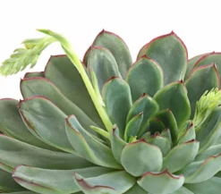 Echeverie - Echeveria pulidonis