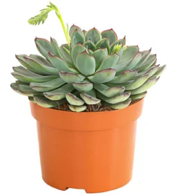 Echeverie - Echeveria pulidonis