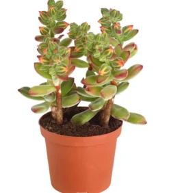 Echeverie - Echeveria pulvinata 'Pulvinata'
