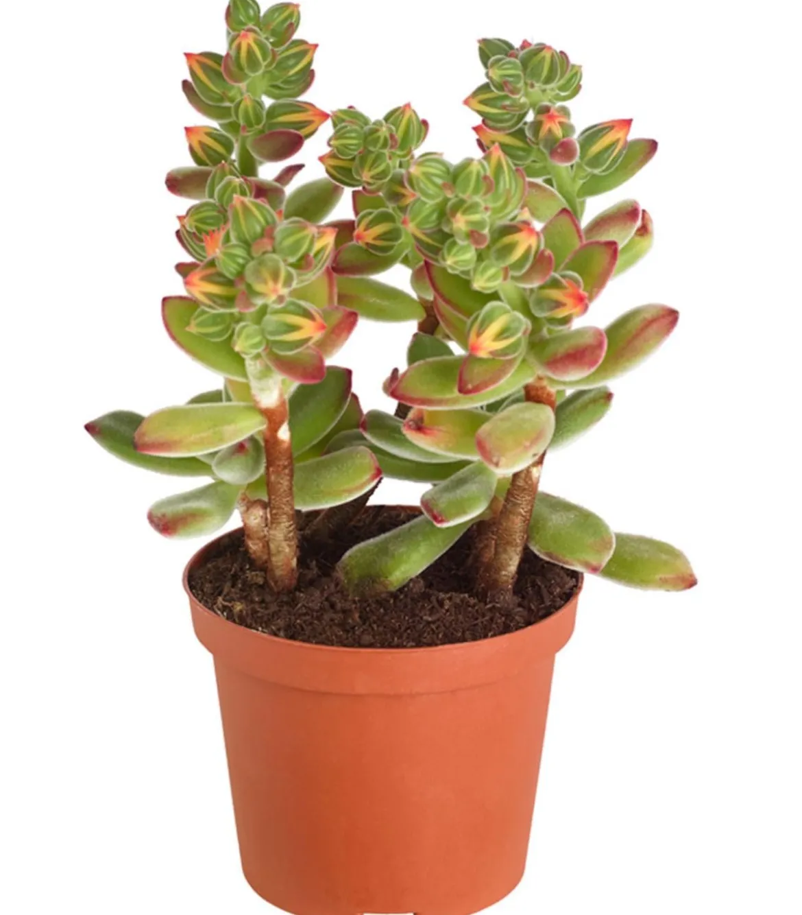 Echeverie - Echeveria pulvinata 'Pulvinata'