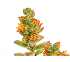Echeverie - Echeveria pulvinata 'Pulvinata'
