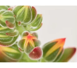 Echeverie - Echeveria pulvinata 'Pulvinata'