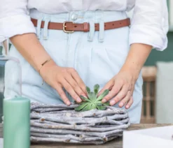 Echeverien-Set - Echeveria, 5-teilig, verschiedene Sorten