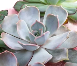 Echeverien-Set - Echeveria, 5-teilig, verschiedene Sorten
