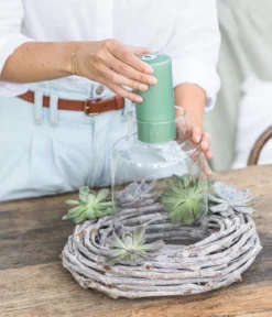 Echeverien-Set - Echeveria, 5-teilig, verschiedene Sorten