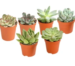 Echeverien-Set - Echeveria, verschiedene Sorten