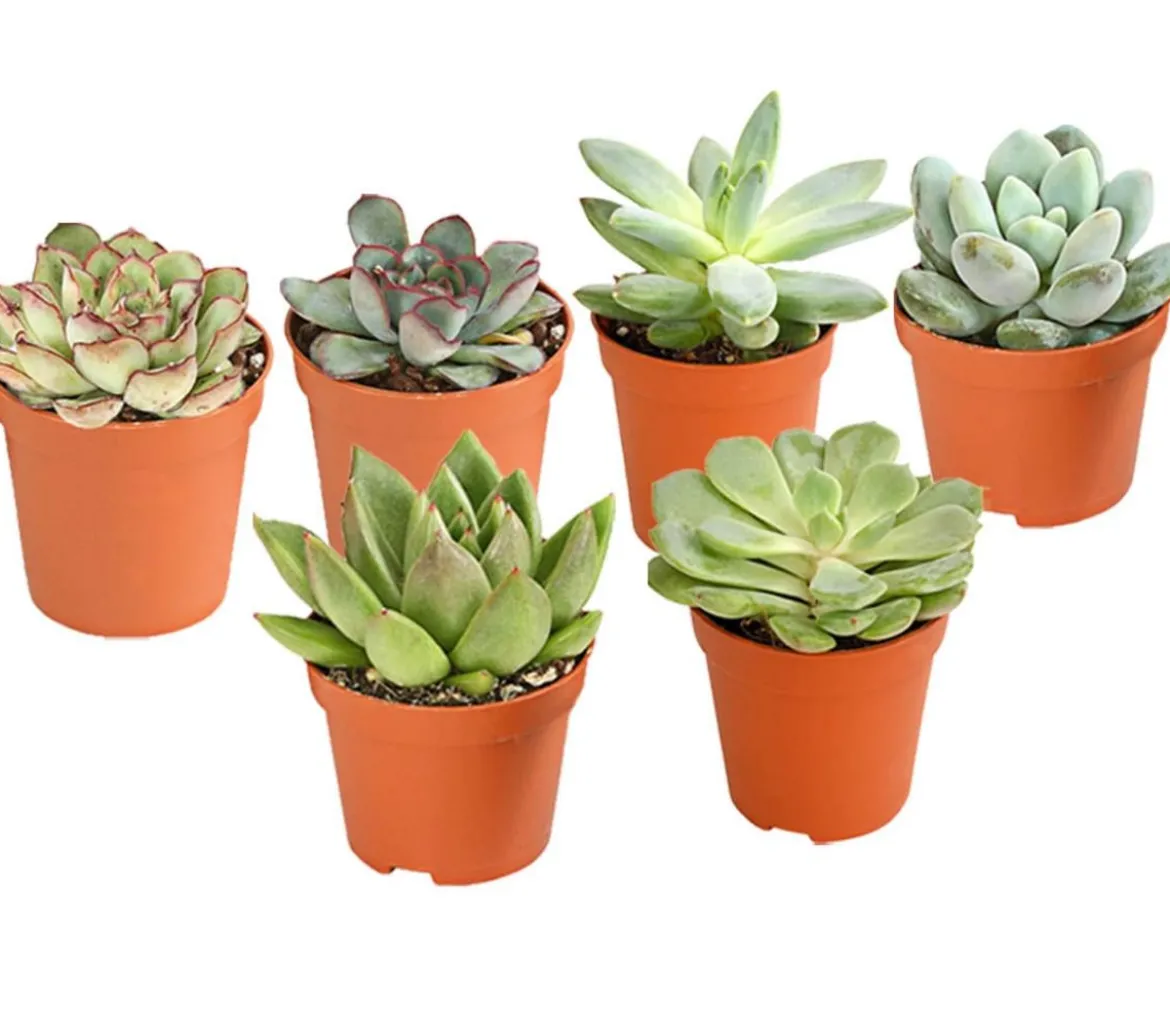 Echeverien-Set - Echeveria, verschiedene Sorten
