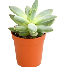Echeverien-Set - Echeveria, verschiedene Sorten