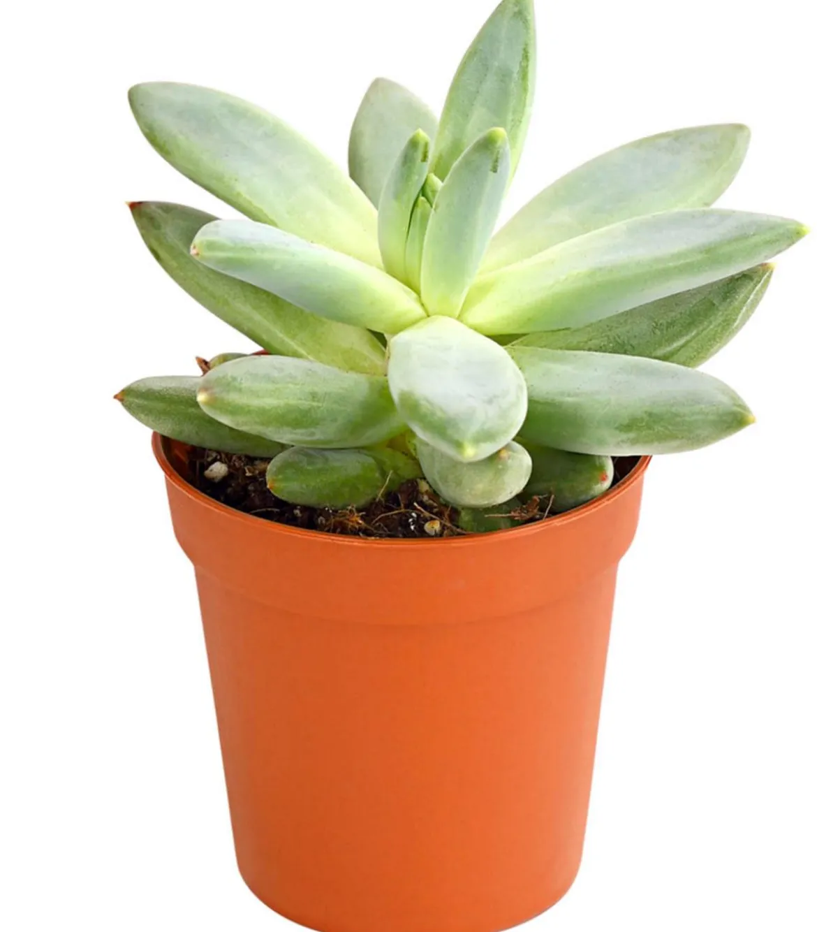 Echeverien-Set - Echeveria, verschiedene Sorten