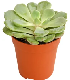 Echeverien-Set - Echeveria, verschiedene Sorten