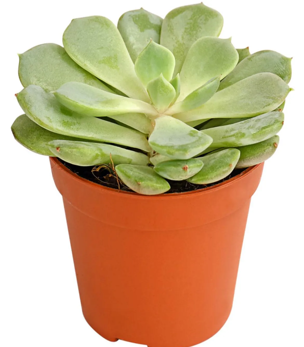 Echeverien-Set - Echeveria, verschiedene Sorten