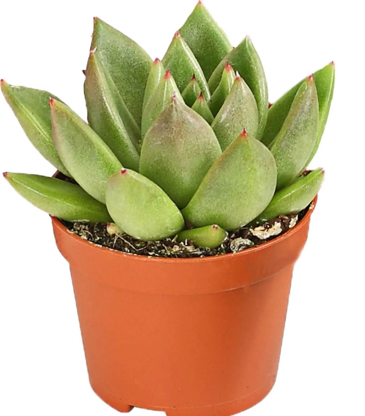Echeverien-Set - Echeveria, verschiedene Sorten