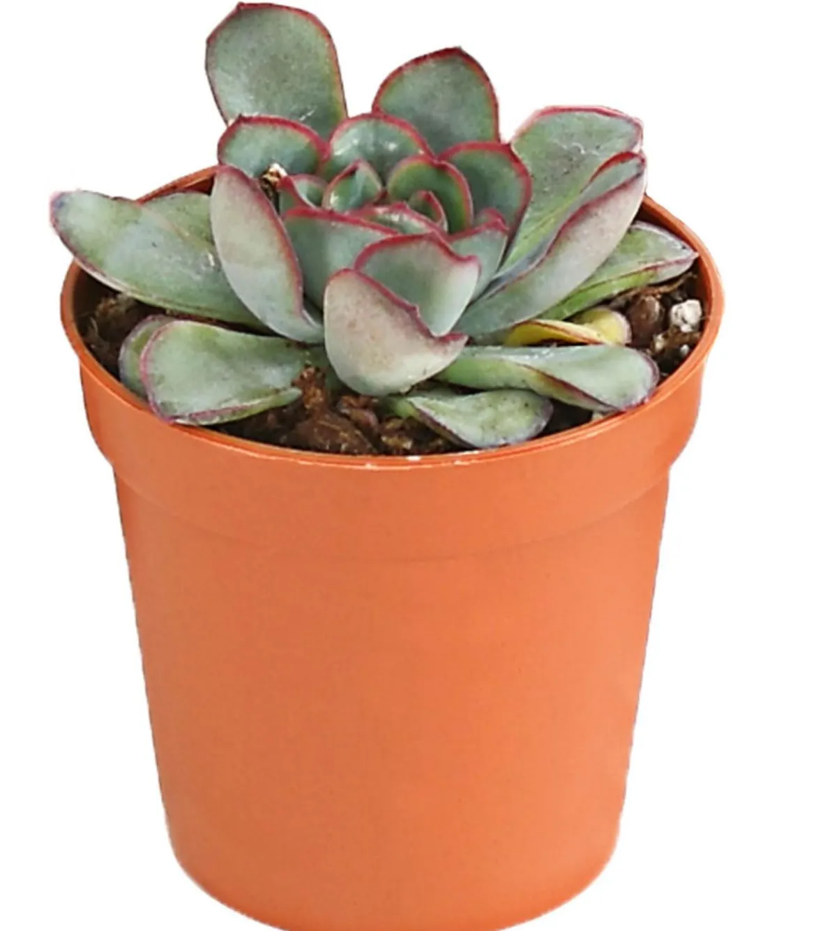 Echeverien-Set - Echeveria, verschiedene Sorten