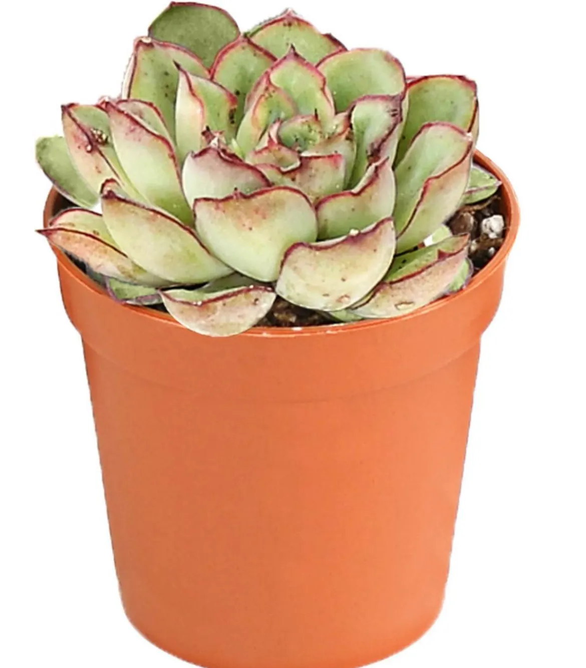 Echeverien-Set - Echeveria, verschiedene Sorten