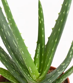 Echte Aloe - Aloe vera