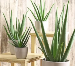 Echte Aloe - Aloe vera