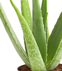 Echte Aloe - Aloe vera