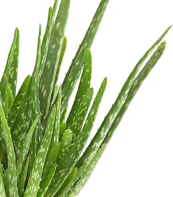 Echte Aloe - Aloe vera, mehrtriebig