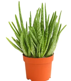 Echte Aloe - Aloe vera, mehrtriebig