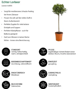 Echter Lorbeer, Stämmchen
