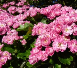 Echter Rotdorn 'Paul's Scarlet'