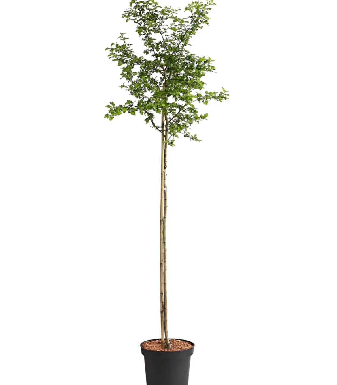 Echter Rotdorn 'Paul's Scarlet'
