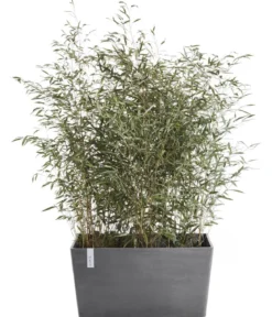 Ecopots Kunststoff-Kasten Paris, rechteckig