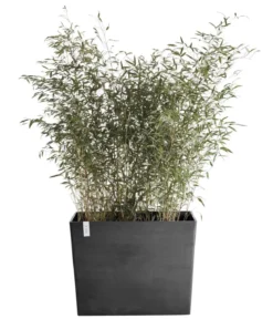 Ecopots Kunststoff-Kasten Paris mit Rollen, rechteckig