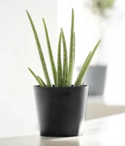 Ecopots Kunststoff-Topf Amsterdam Mini, rund, ca. Ø17/H14,7 cm