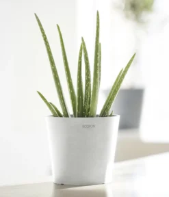 Ecopots Kunststoff-Topf Amsterdam Mini, rund, ca. Ø17/H14,7 cm