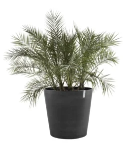 Ecopots Kunststoff-Topf Amsterdam mit Rollen, rund