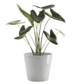 Ecopots Kunststoff-Topf Amsterdam mit Wassersystem, rund