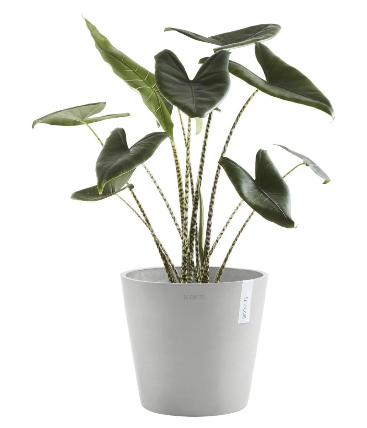 Ecopots Kunststoff-Topf Amsterdam mit Wassersystem, rund