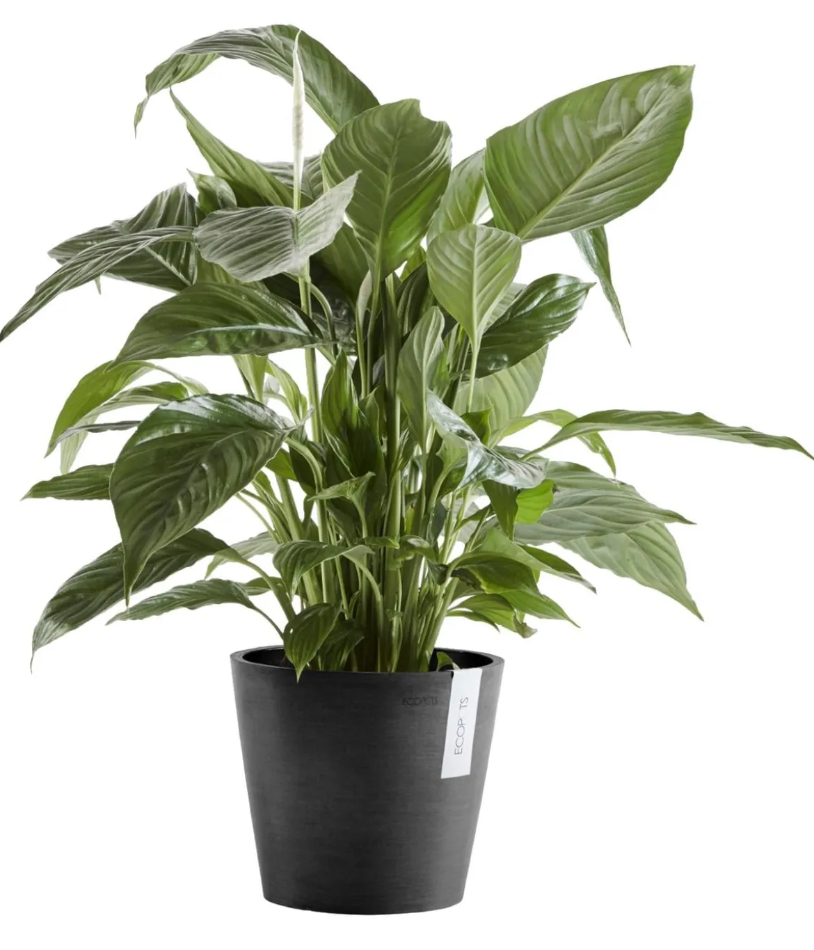 Ecopots Kunststoff-Topf Amsterdam mit Wassersystem, rund