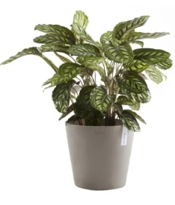 Ecopots Kunststoff-Topf Amsterdam mit Wassersystem, rund