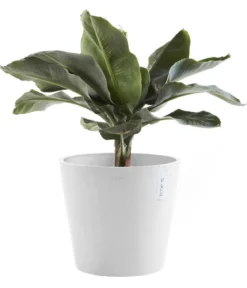 Ecopots Kunststoff-Topf Amsterdam mit Wassersystem, rund