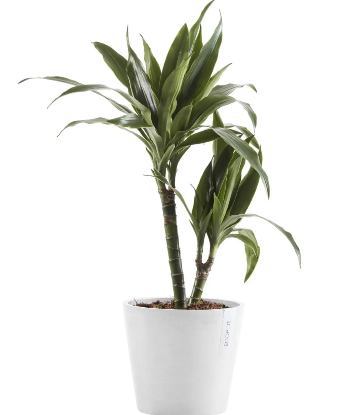 Ecopots Kunststoff-Topf Amsterdam mit Wassersystem, rund